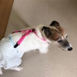 NEWズレヘンダー