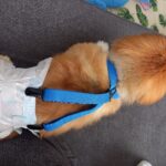 NEWズレヘンダー