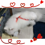 NEWズレヘンダー