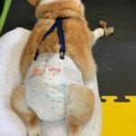 NEWズレヘンダー