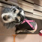 NEWズレヘンダー