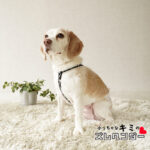 SNOOPY 小っちゃなキミのズレヘンダー